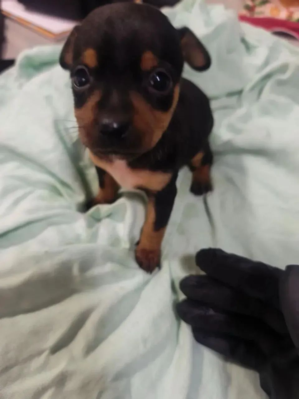 Pinscher zero disponível 