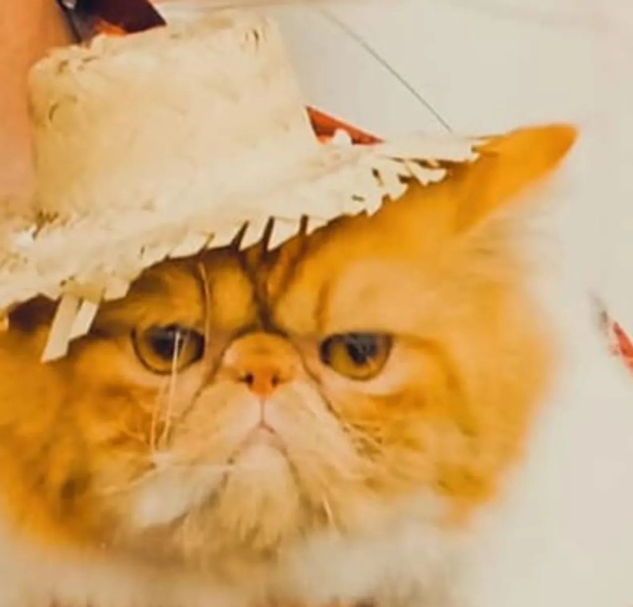 GATO REPRODUTOR 