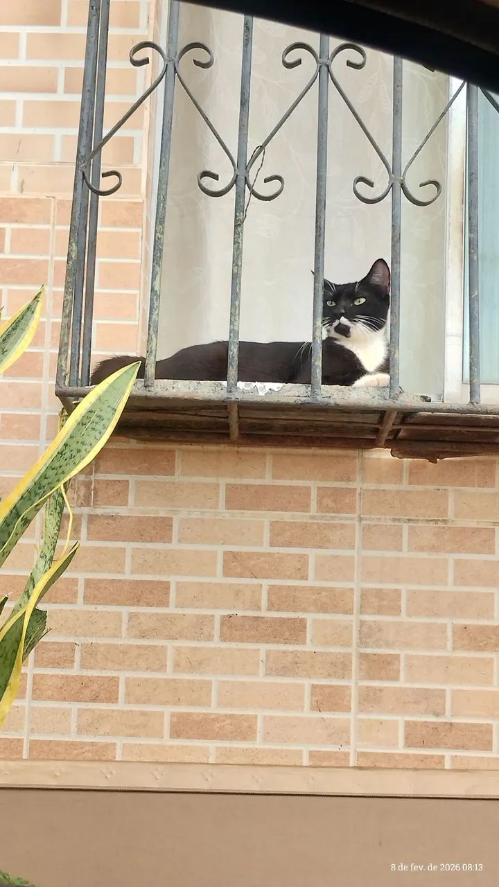 Doação de gatinha  - Foto 2