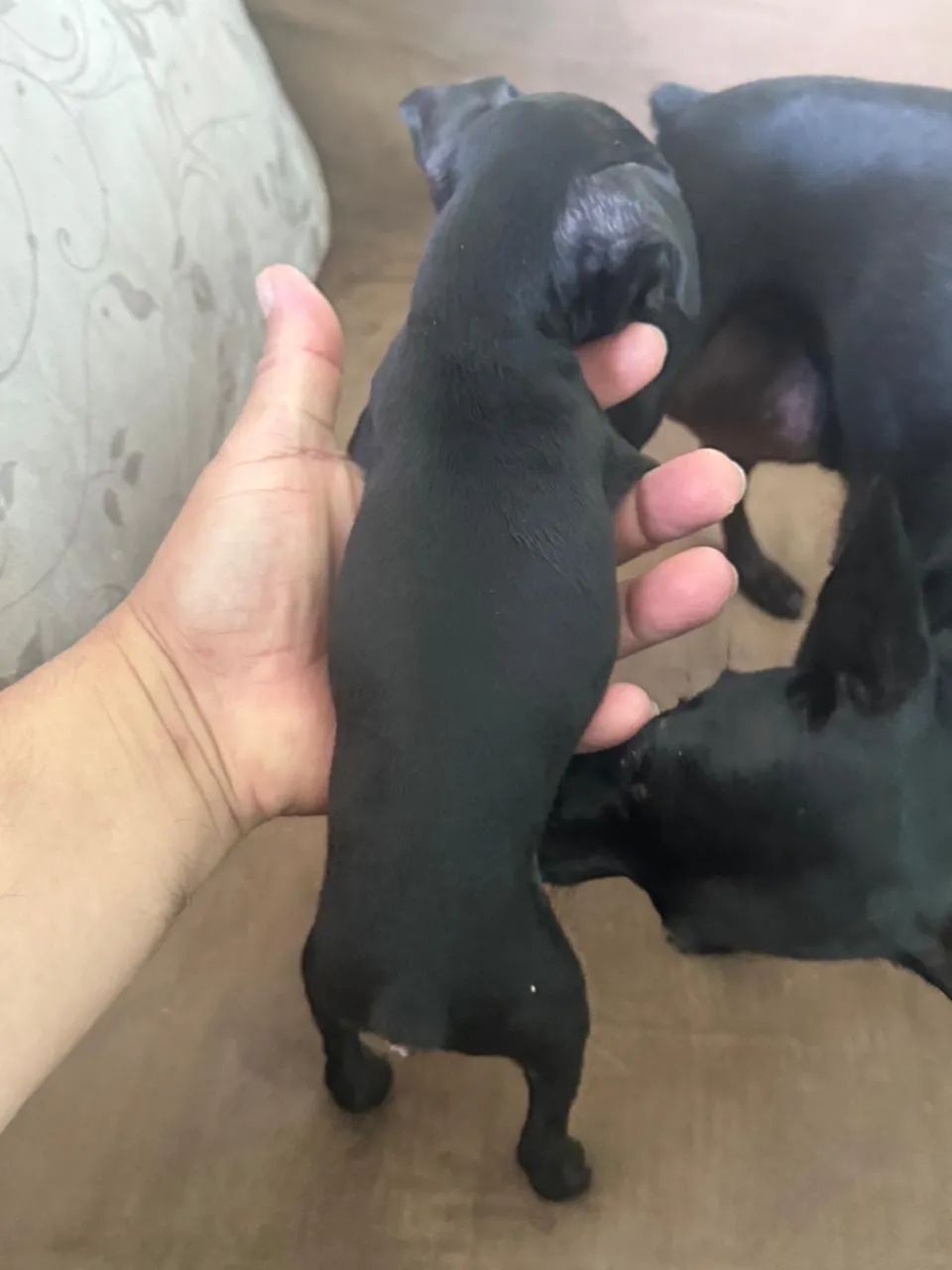 Pinscher macho  - Foto 2