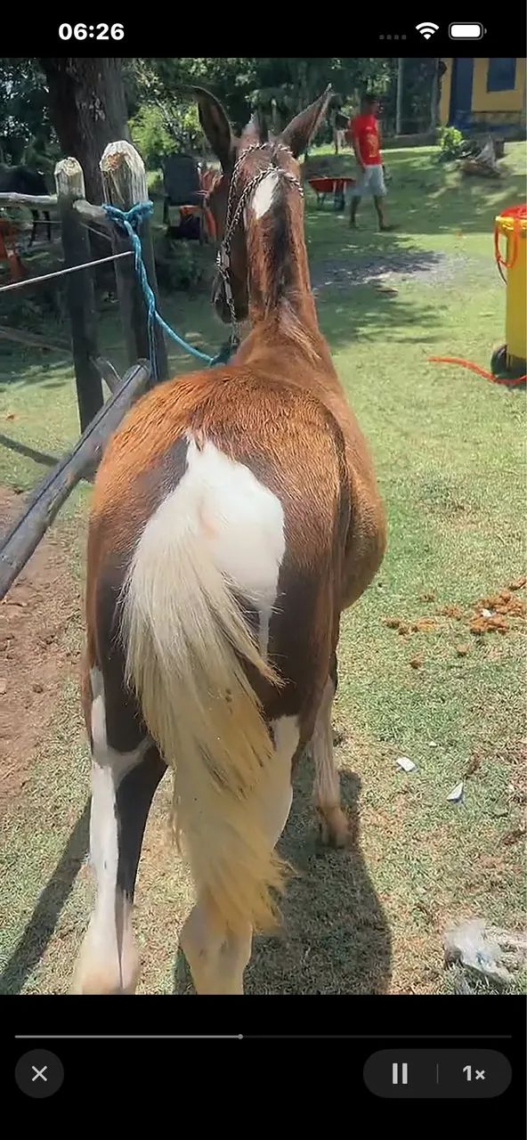 Potro a venda  - Foto 3