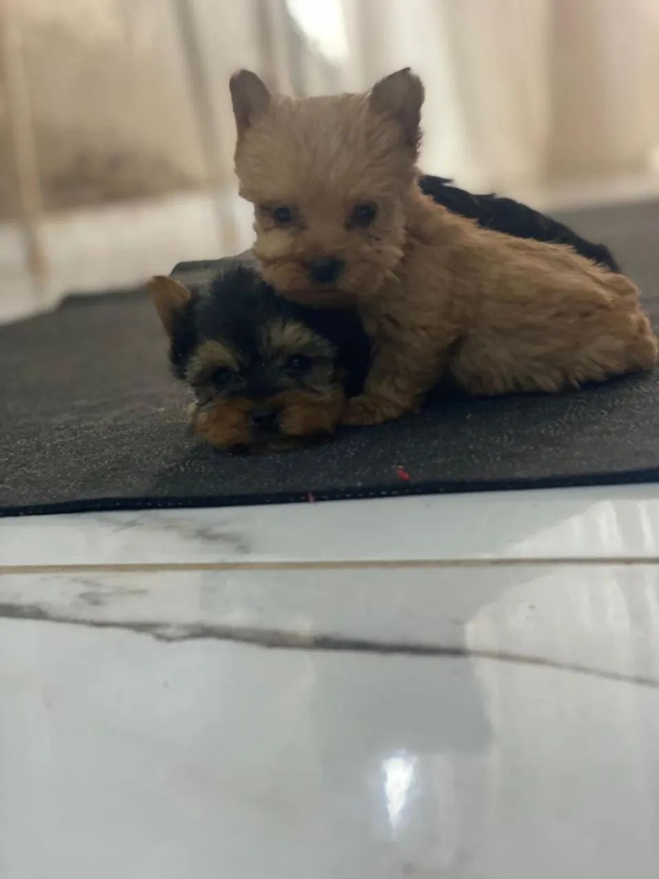 Yorkshire terrier mini - Foto 2