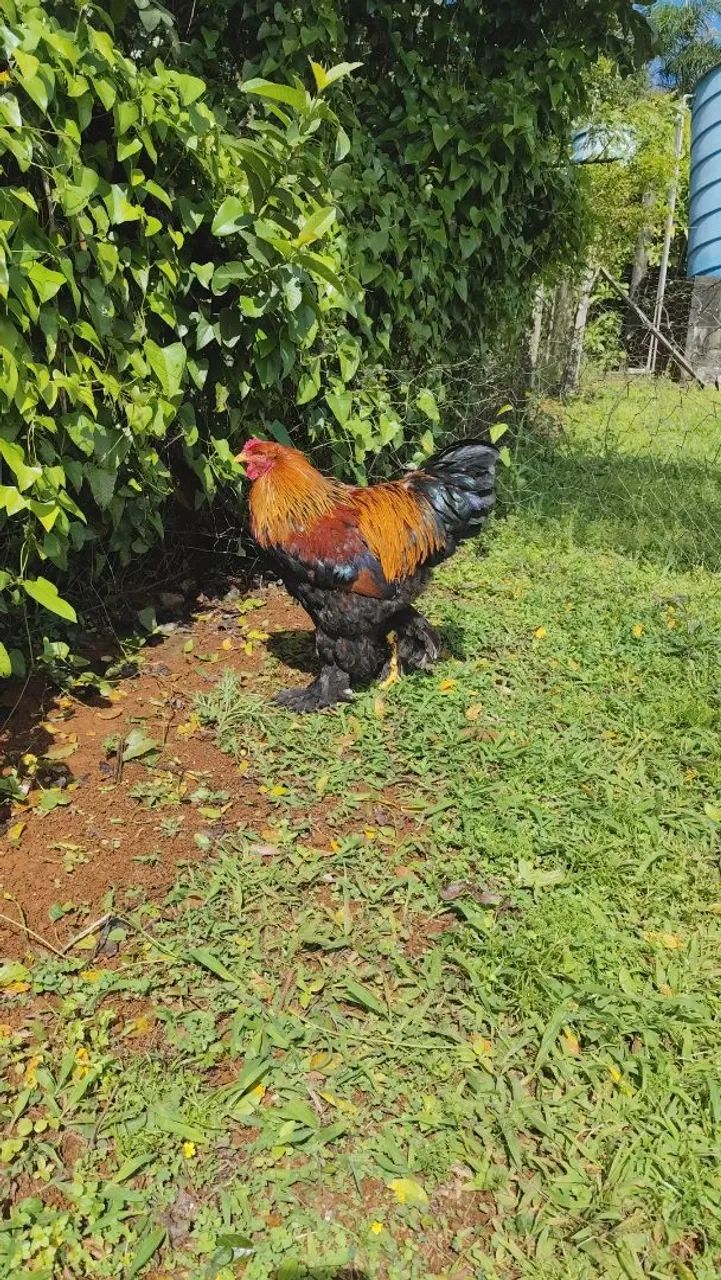 Venda de aves - Foto 3