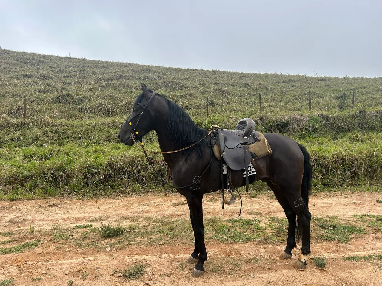 Vendo um cavalo - Foto 3