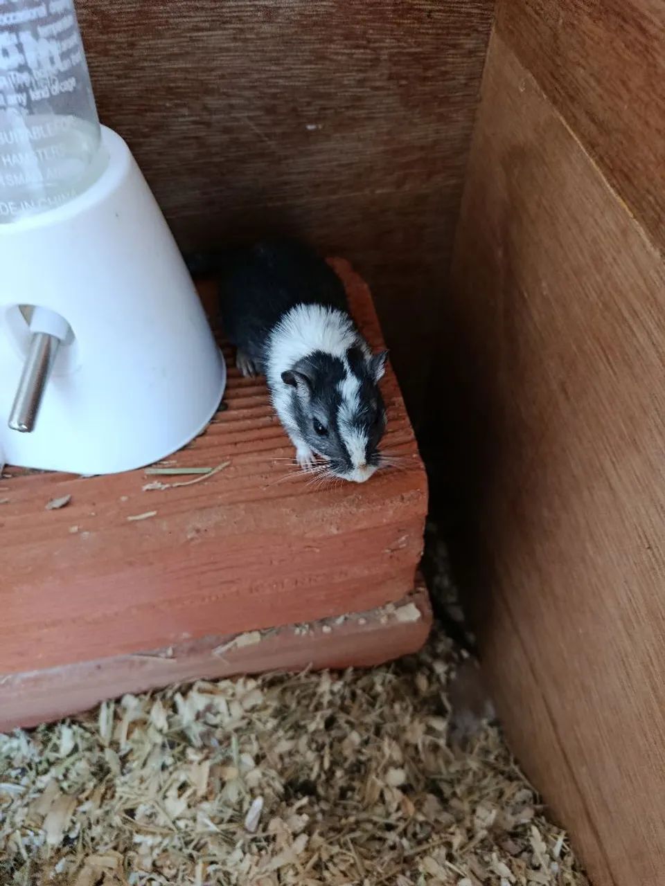Vendo o esquilo da Mongólia (gerbil ) - Foto 4