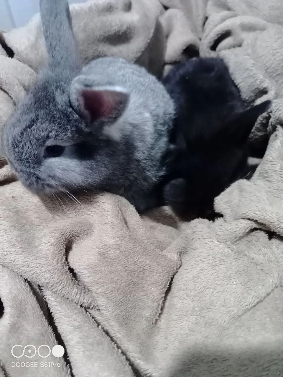 Coelhos de estimação  - Foto 3