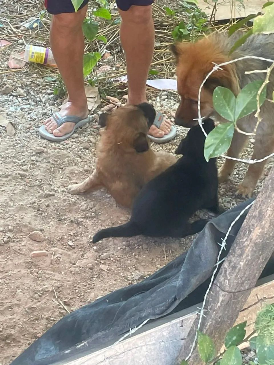 Doação de filhotes - Foto 6
