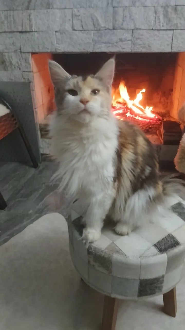Gata mainecon  - Foto 2