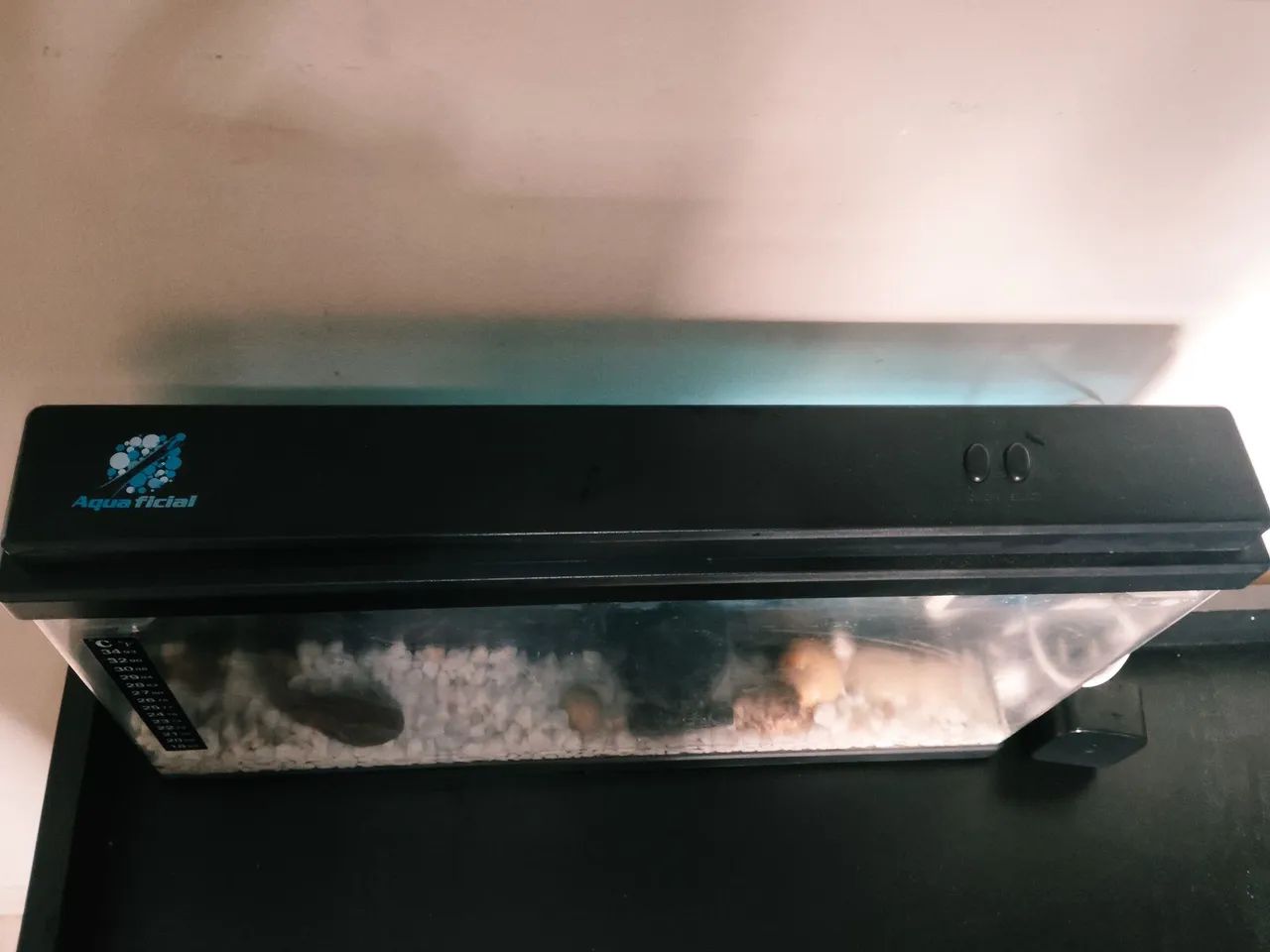 Aquário para peixe beta com termostato e termômetro  - Foto 5
