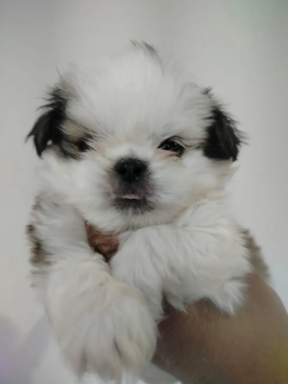 Shtzo mini  - Foto 4