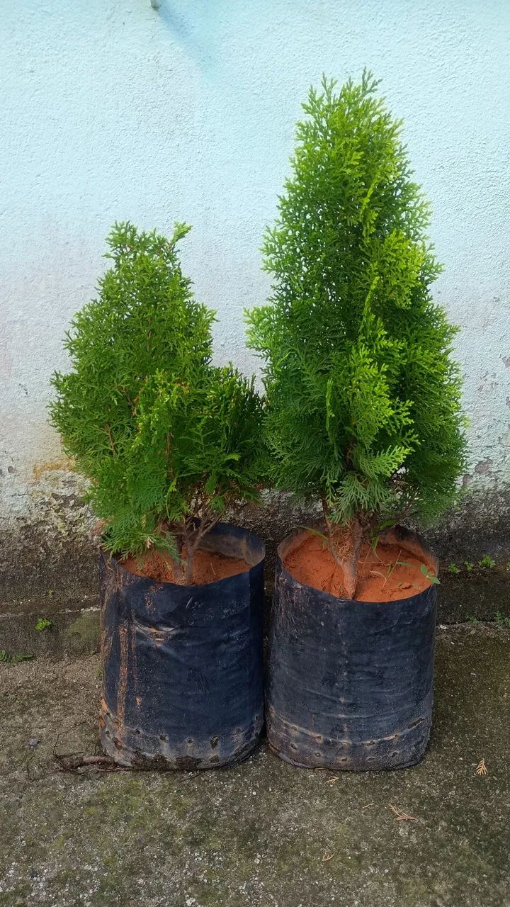 Pinheiro tuia  - Foto 2