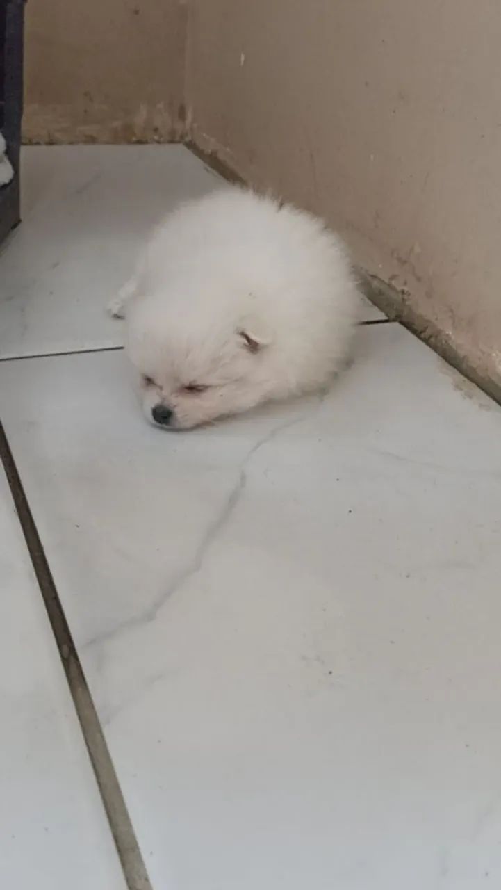 Ispits alemão  - Foto 3