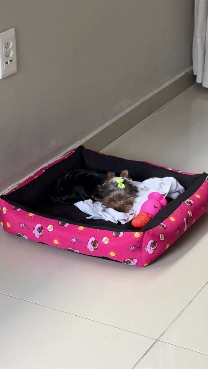 Cachorra  - Foto 3
