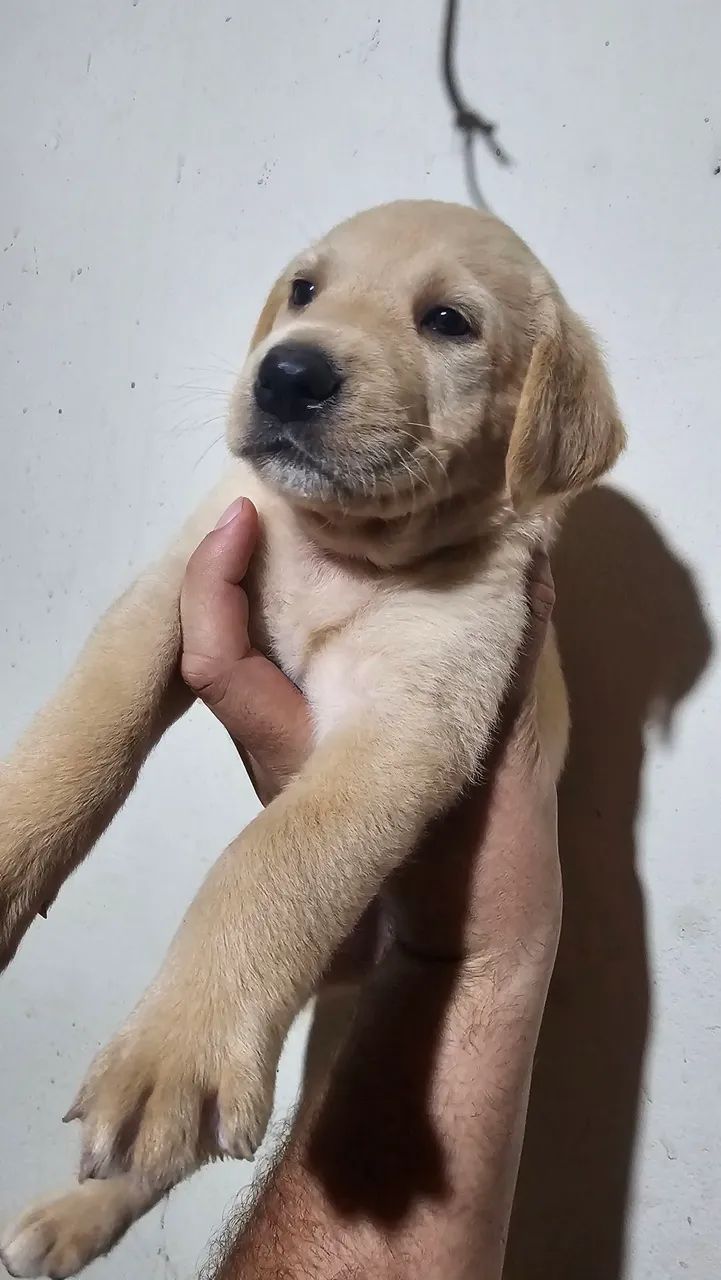 Filhote de labrador Retrivier  - Foto 5