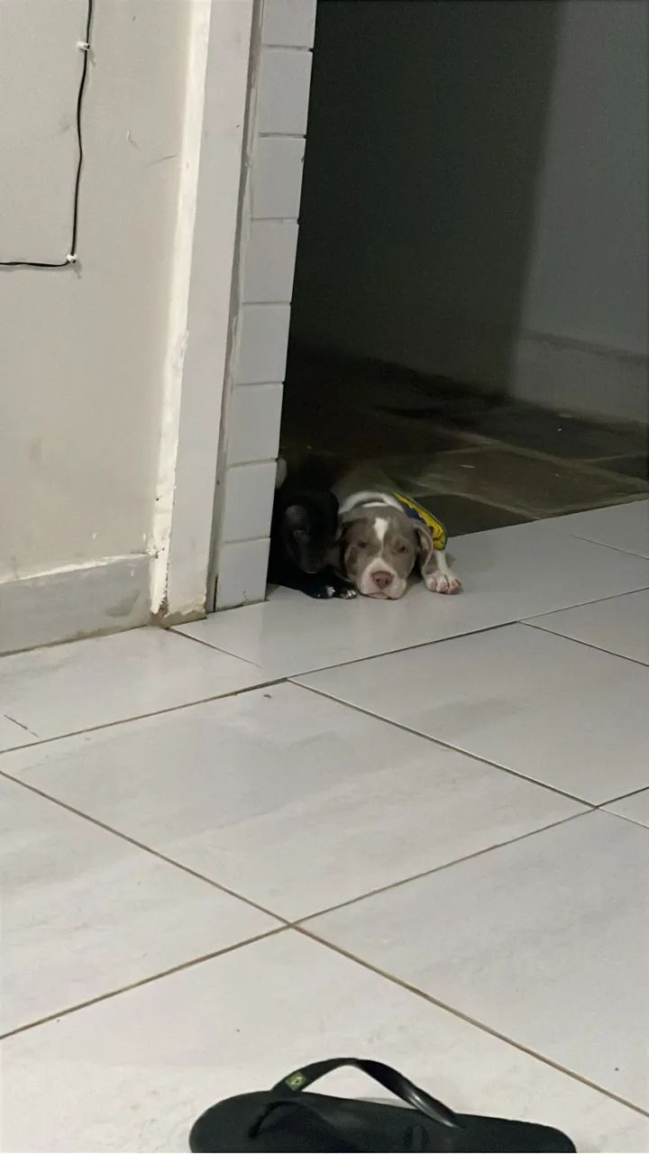 Filhote de Pitbull macho  - Foto 2