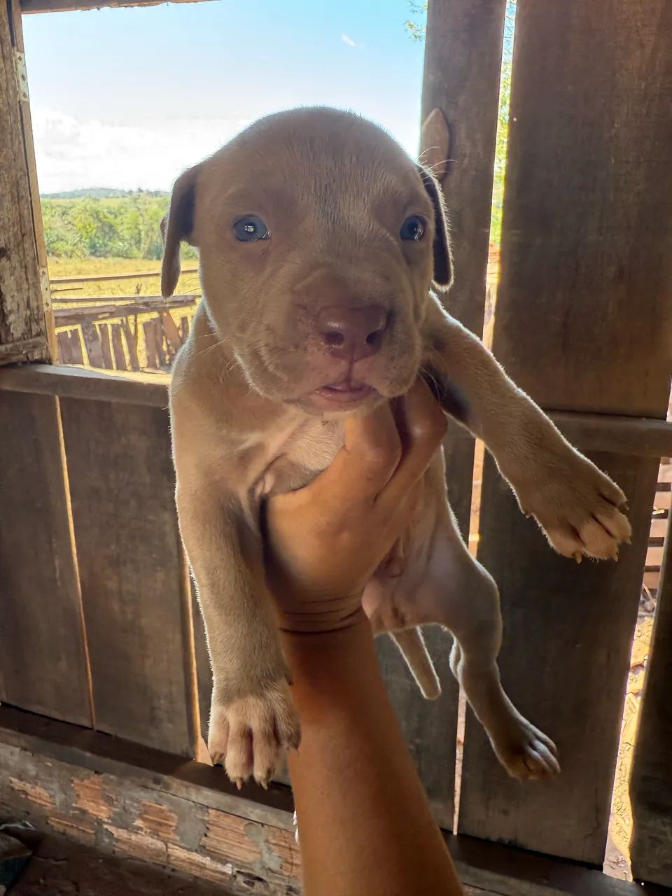 Vendo filhotes de Pitbull  - Foto 3