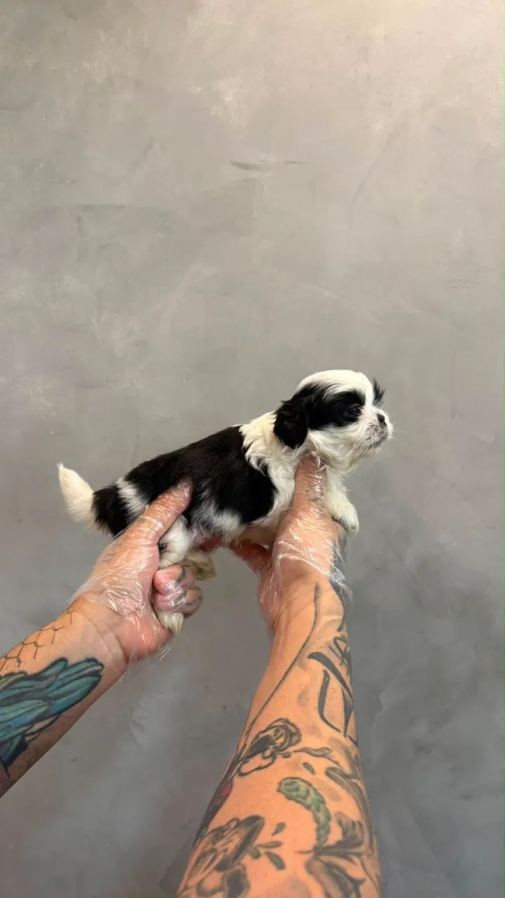 Shitzu mini (macho )  - Foto 3