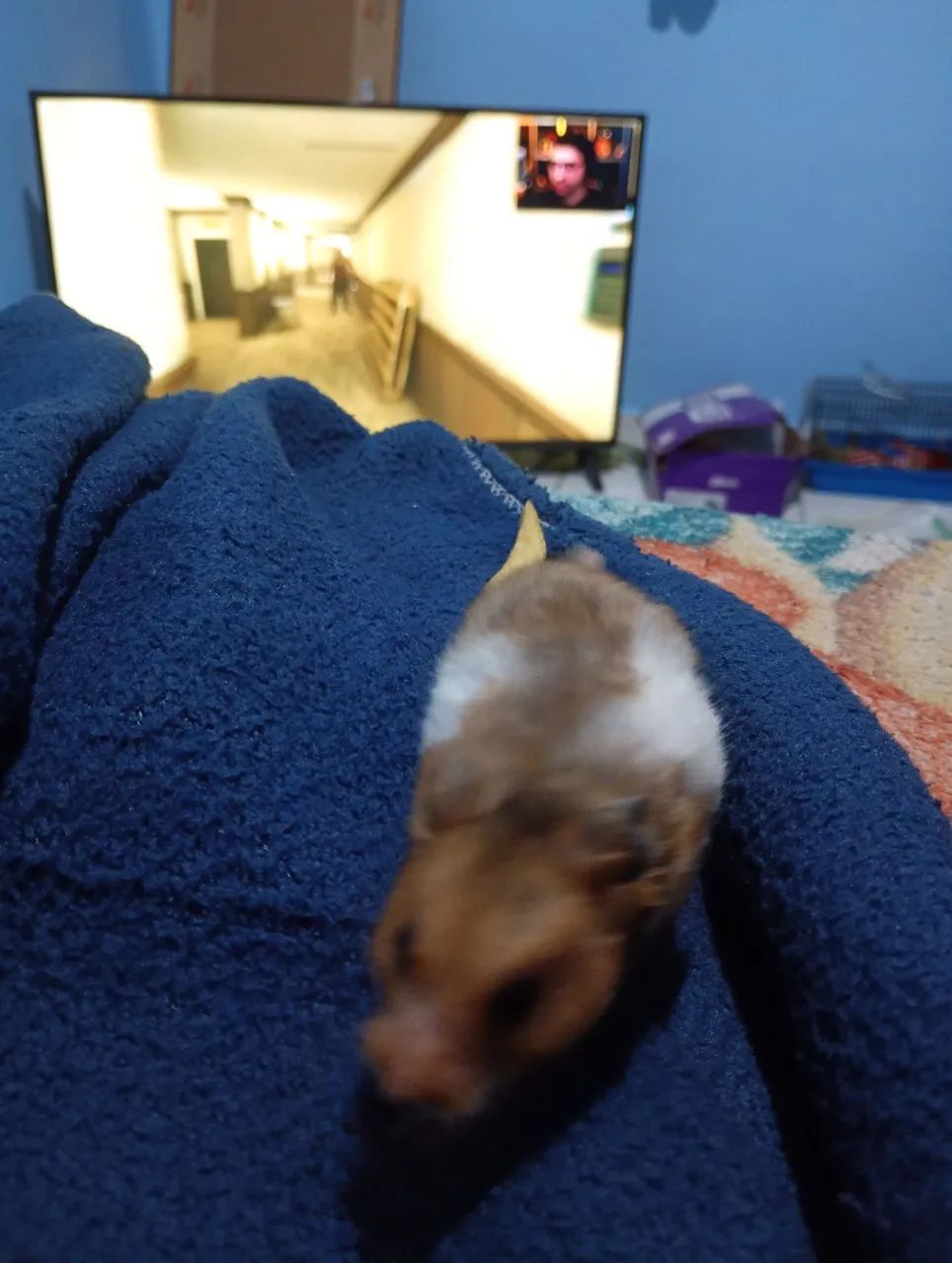 Hamster sírio  - Foto 2