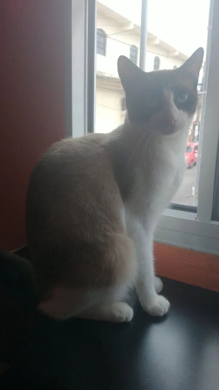 Doação de gatinhos  - Foto 5