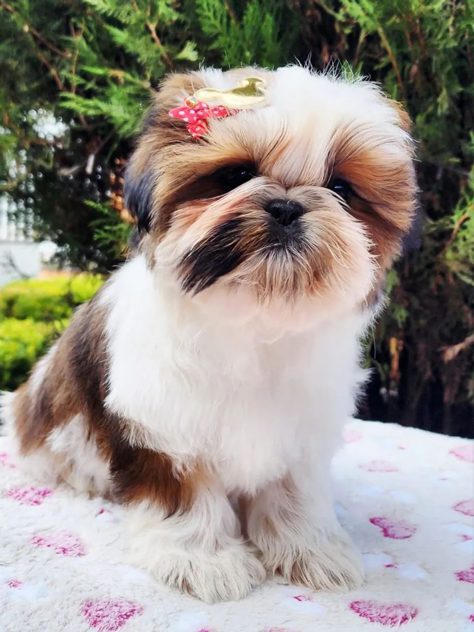 Fêmeas de Shih Tzu a pronta entrega  - Foto 4