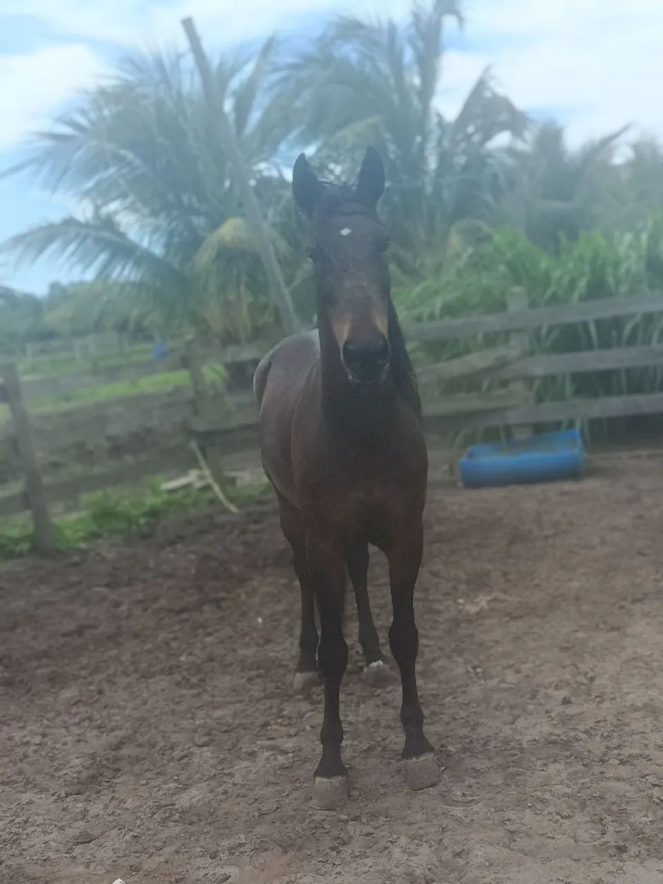 Cavalo  - Foto 3