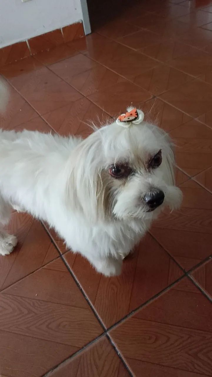 Doa -se limpo aisla Apso  - Foto 2