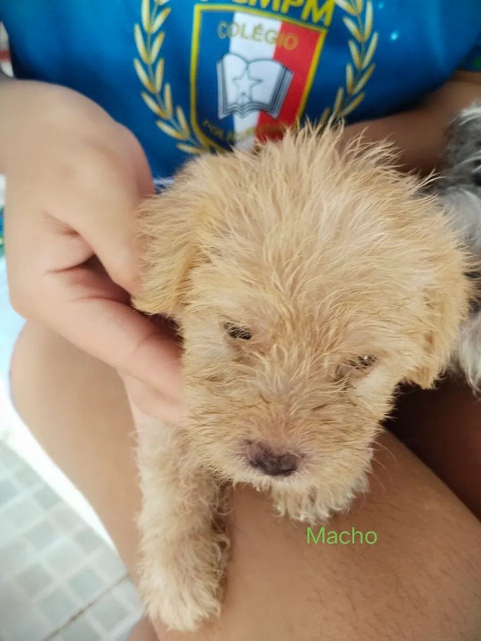 Vendo esses  Cachorro Poodle  - Foto 3