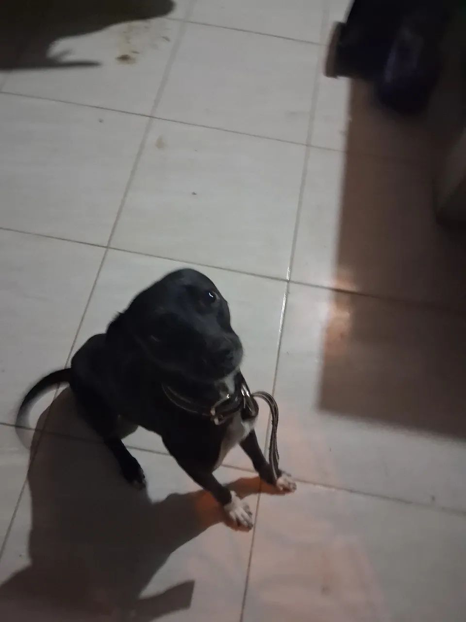 Cachorra a adoção!! - Foto 3