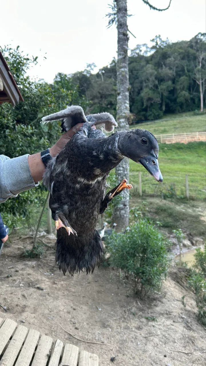 Patos jovens  - Foto 2