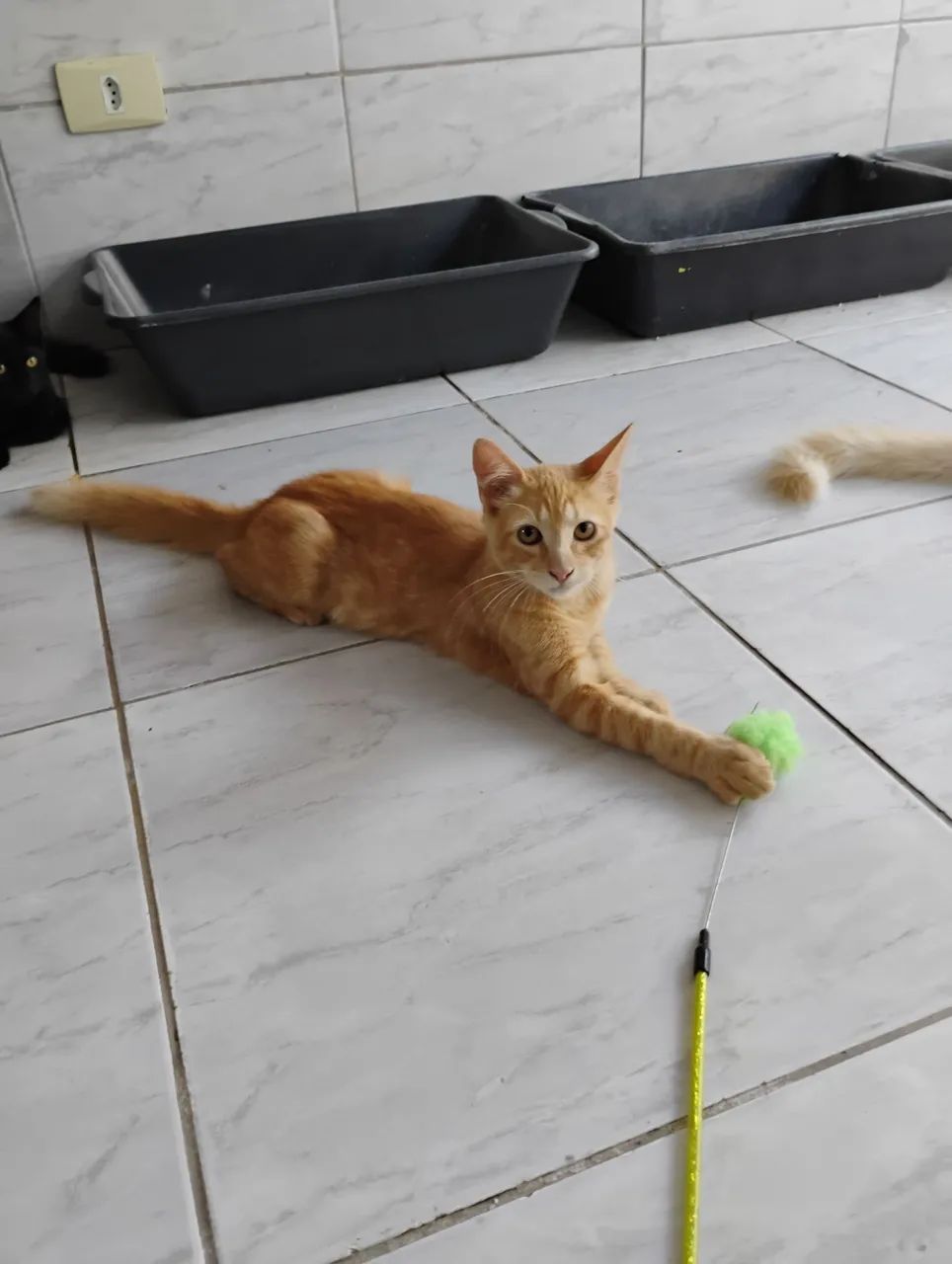 Adoção responsável 