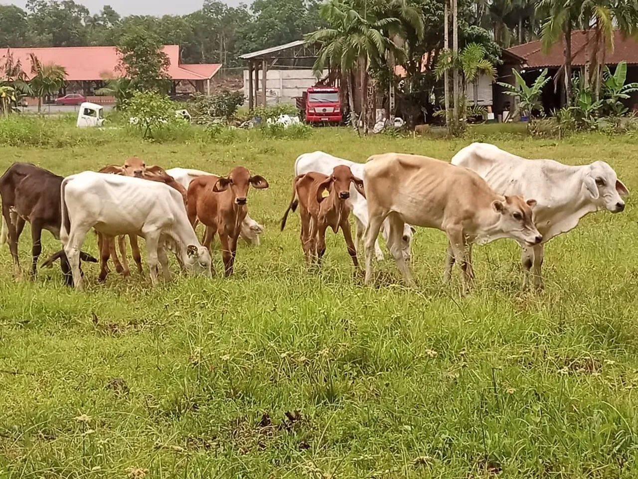 33 bezerros 18 macho 15 fêmea  - Foto 2