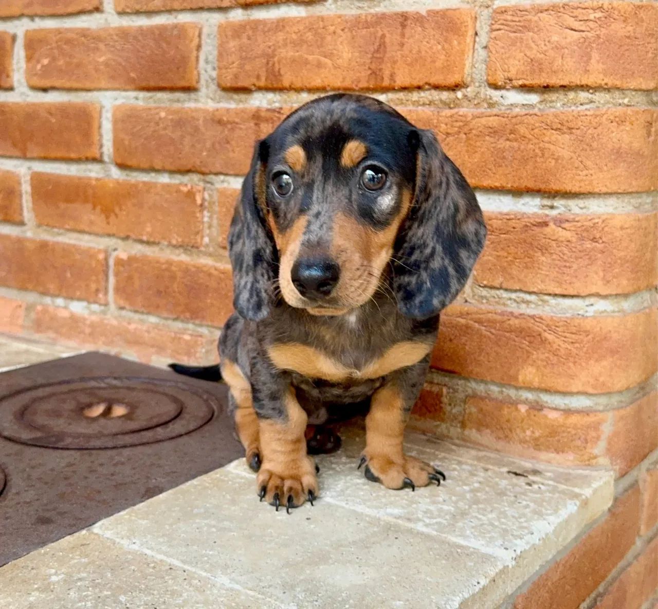 Dachshund Mini - Raça Pura - Foto 4
