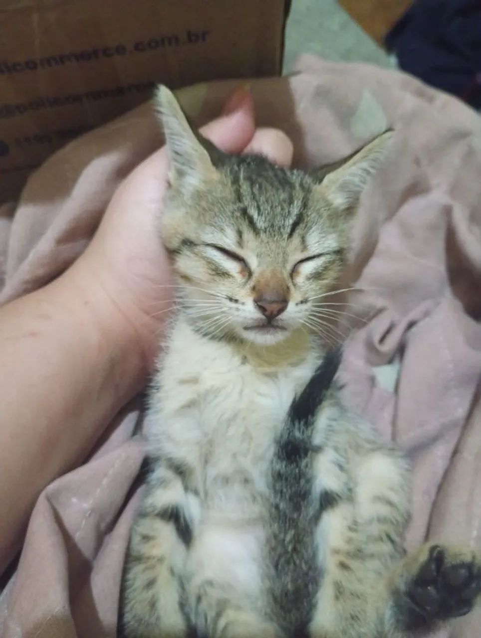 Doação de gatinhos filhotes - Foto 5