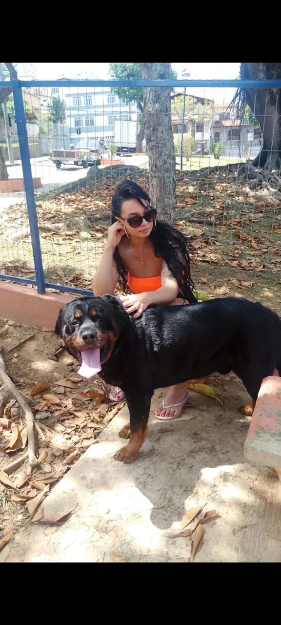 Doação de cachorro rotwaller  - Foto 3