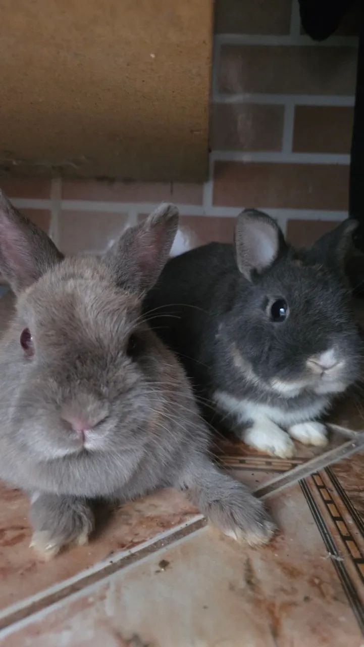 Coelhos Netherland 