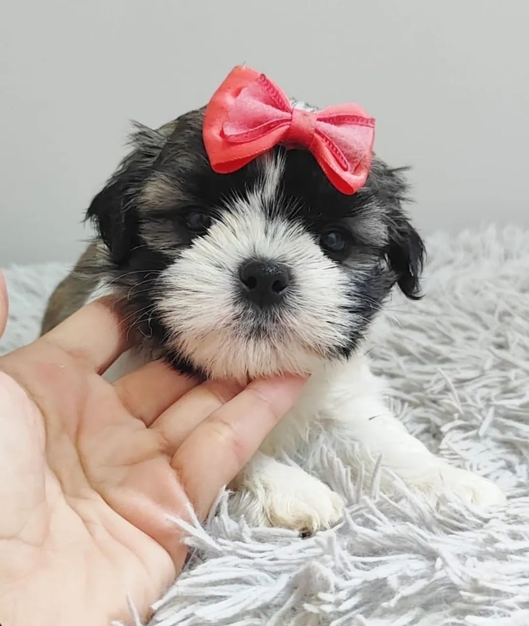 Shih Tzu Filhote - Muito Fofo - Foto 3