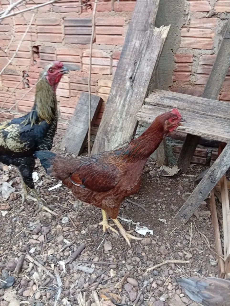 Frango Caipira 