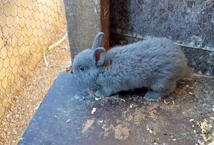 Coelho anão  Netherland Dwarf - Foto 5