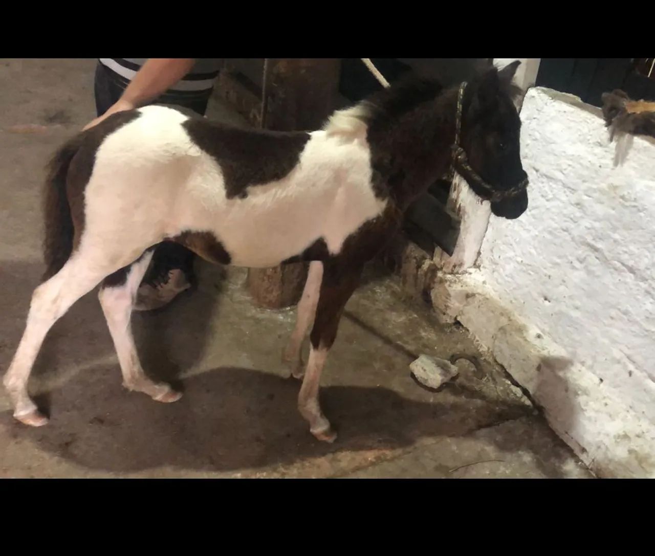 Vendo Pônei Tubiano lindo, lindo e muito mansinho.ponei tem  6 meses  perfeito para pet 