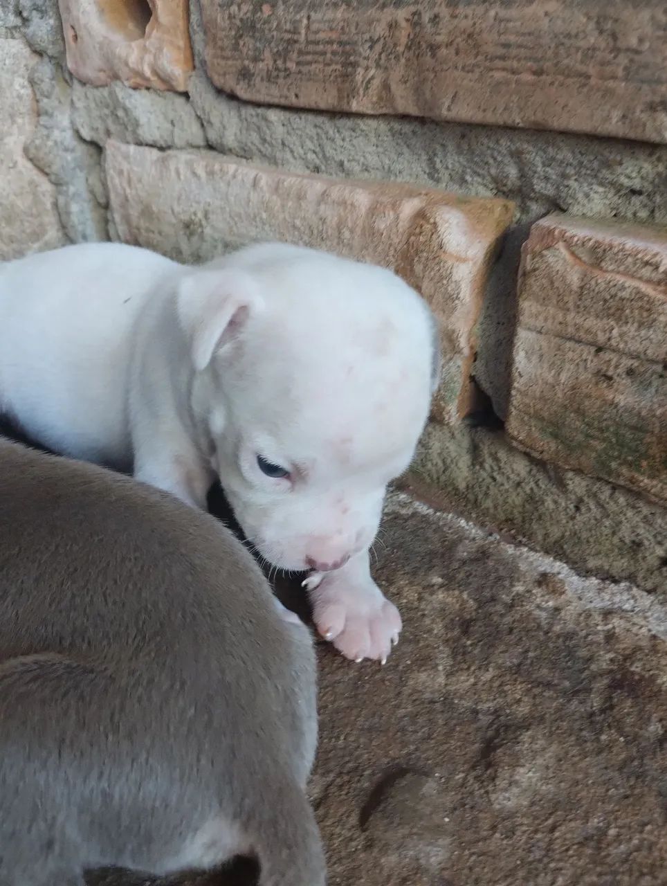 Vendo Pitbull  - Foto 3