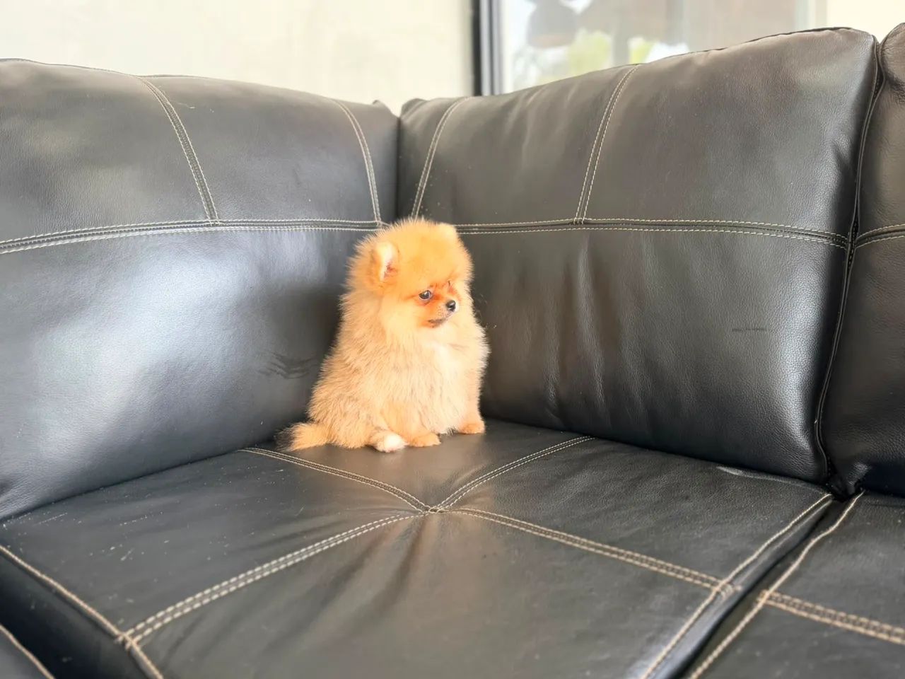 Spitz alemão  - Foto 3