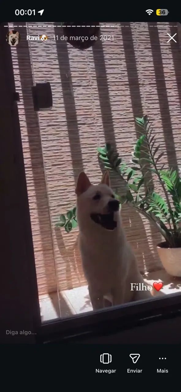 Cachorro chowchow com pastor suíço  - Foto 3