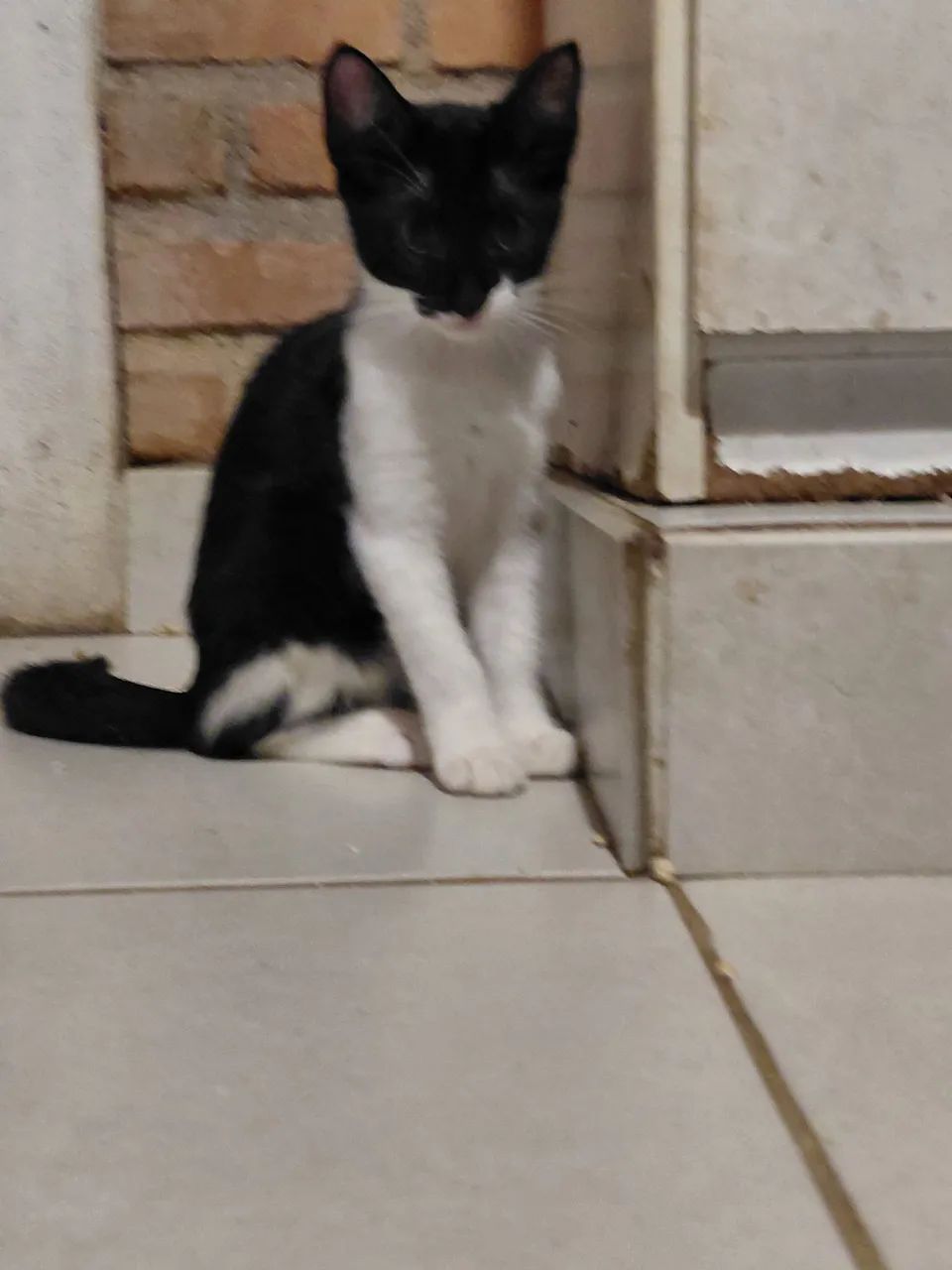 Adoção  - Foto 5