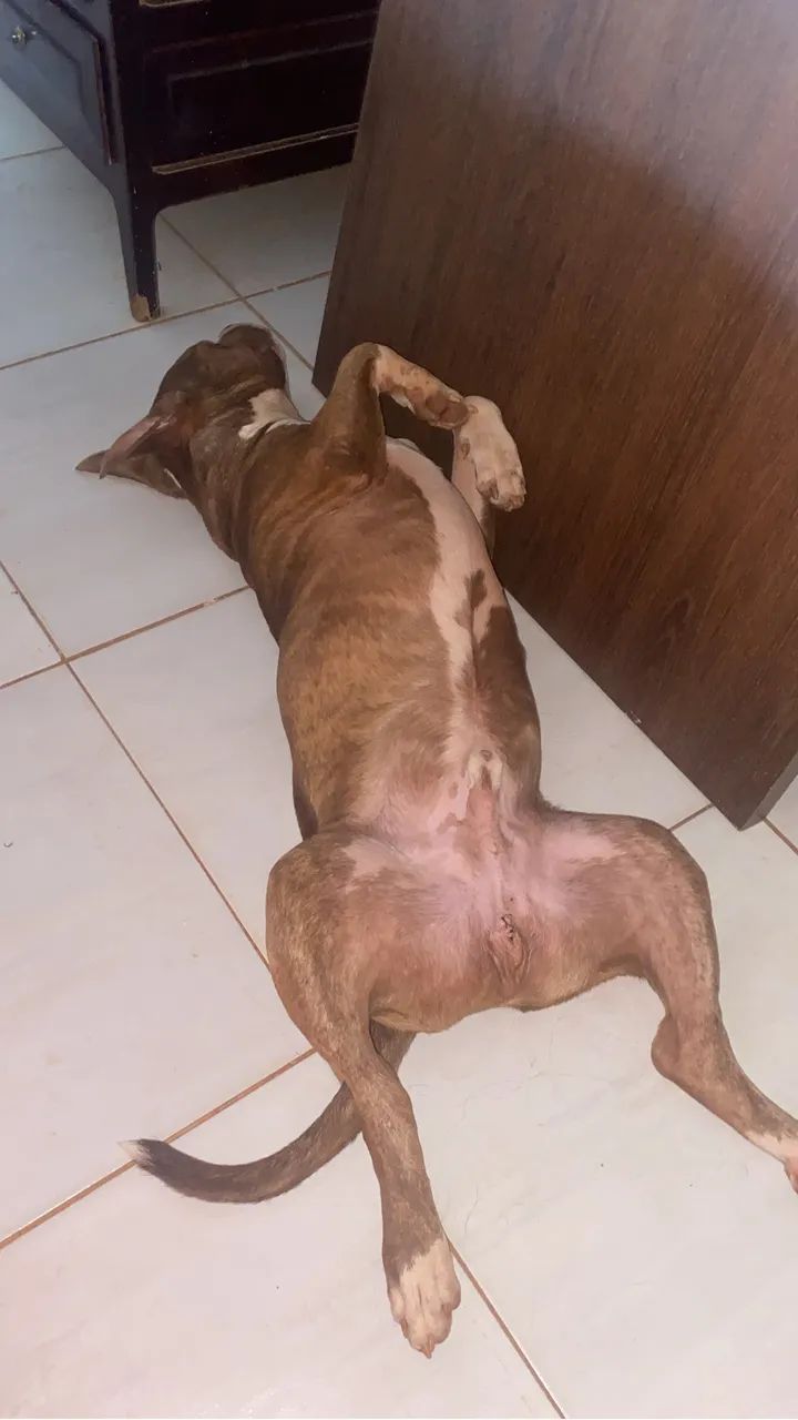 Vende se cachorro pitbull  - Foto 3