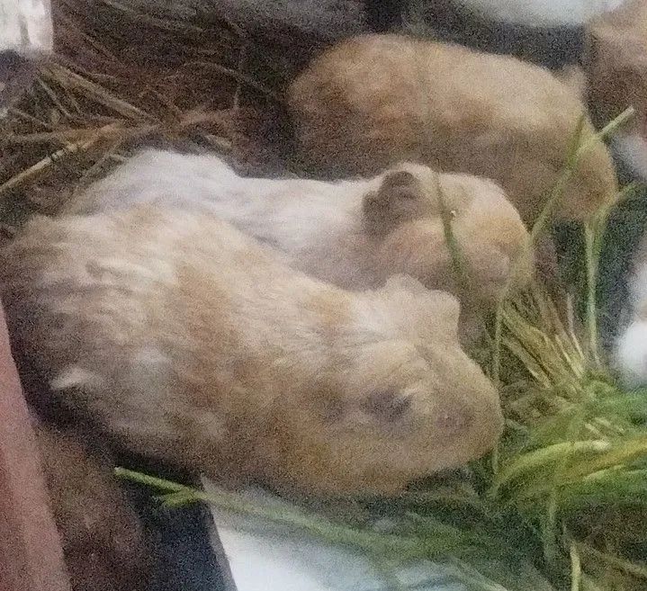 Porquinhos da Índia 5 por 150 - Foto 5