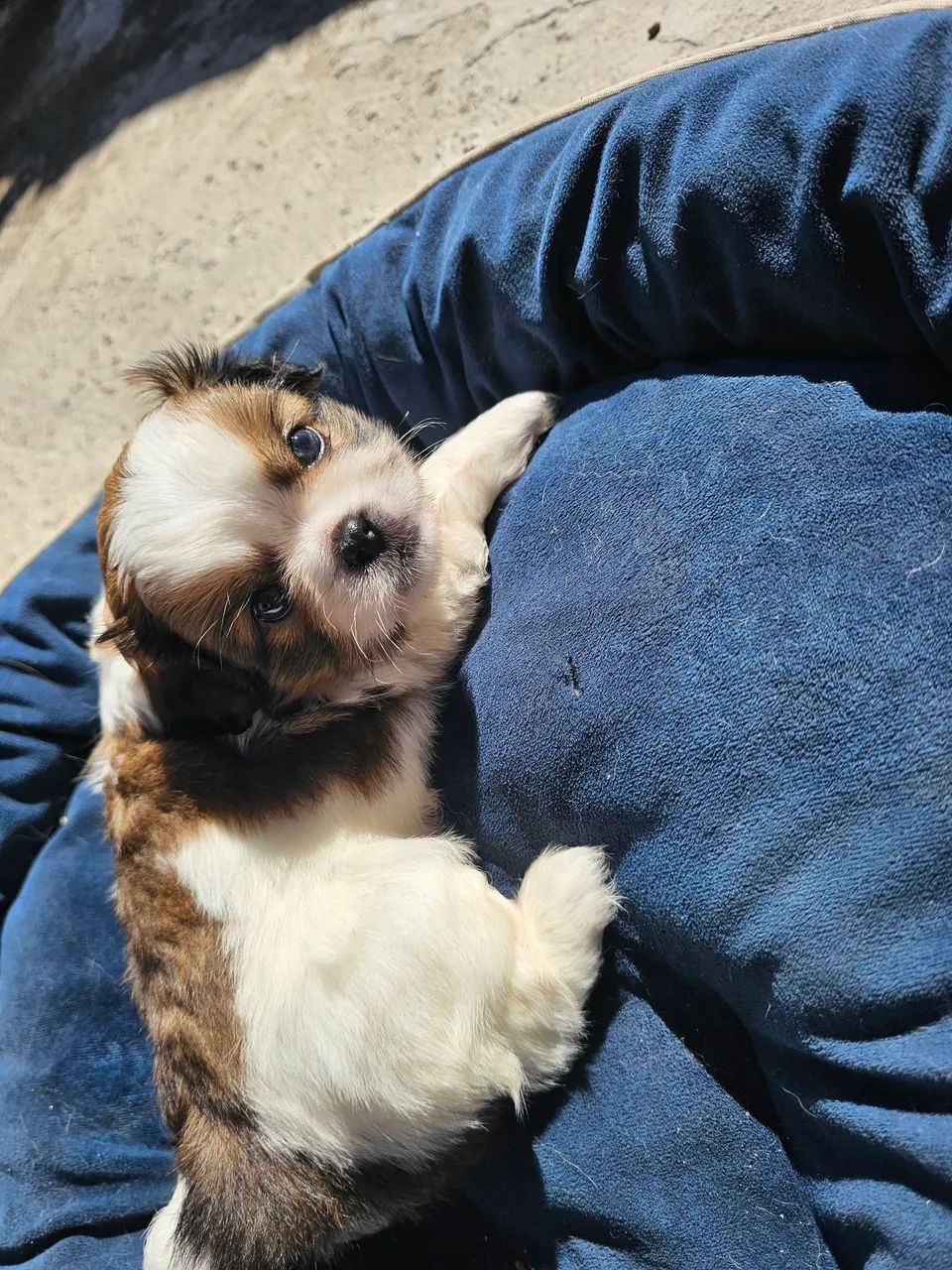 Pequines - Foto 2