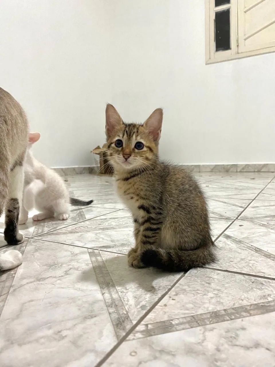Doação de gatos  - Foto 3