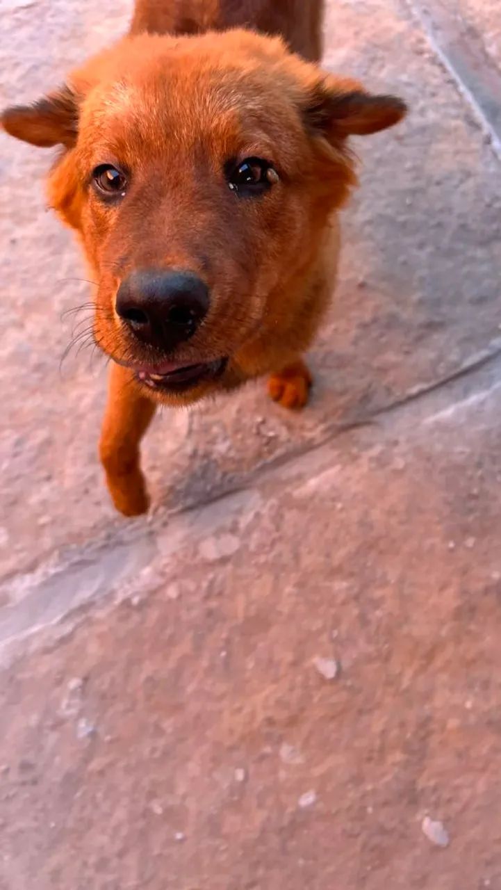 Chow chow 