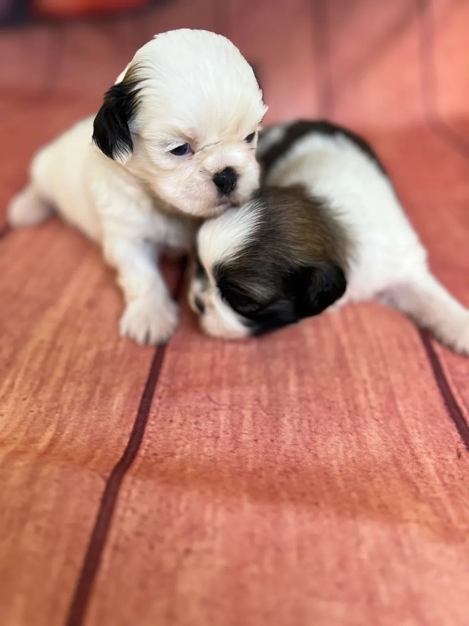 Shihtzu macho  - Foto 4