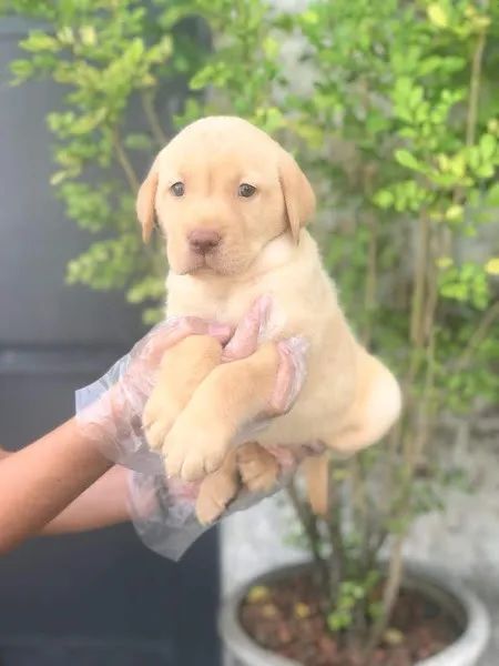 Labrador original, cabeçudo, padrão ingles - Foto 3